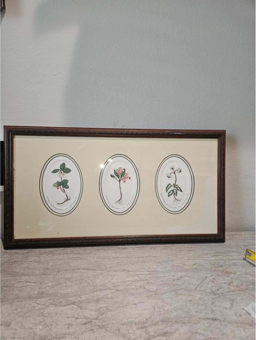 Vintage Botanical Print Set of Three Framed Colored Etchings